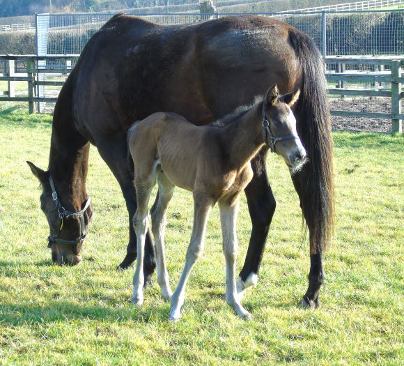 2023 filly by Camelot